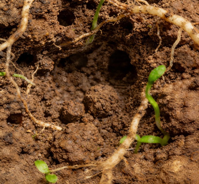 土壤水勢(shì)測(cè)定儀選國產(chǎn)？萊恩德耐鹽堿陶土頭 + 多探頭長度可定制